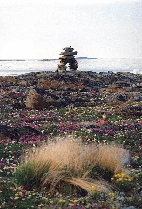 Carpet of Flowers
