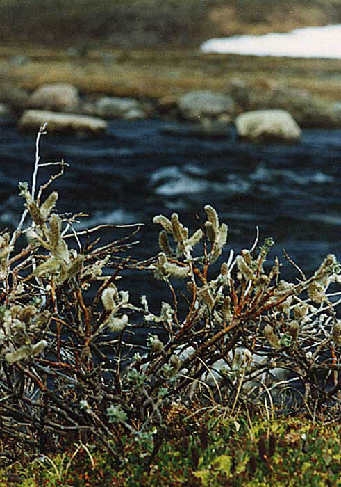 arctic willow 2