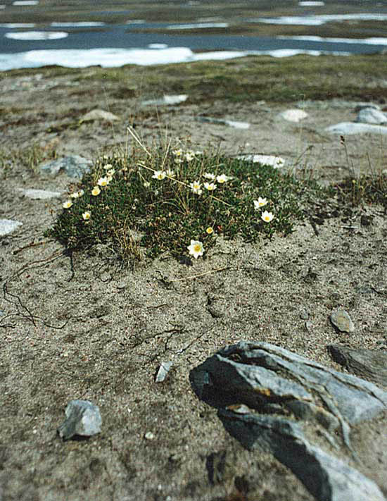 sandflowers