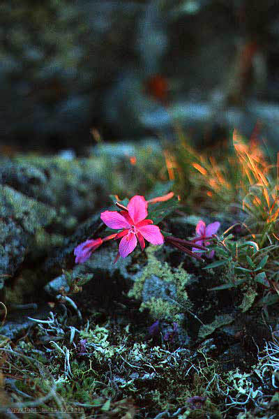 small beauty