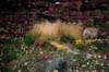 Broom Grass