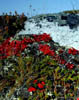 arctic christmas bouquet