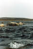arctic creek