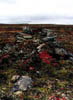 arctic land 2