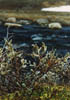 arctic willow 2