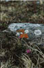 rock flower