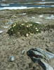 sandflowers