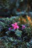 small beauty